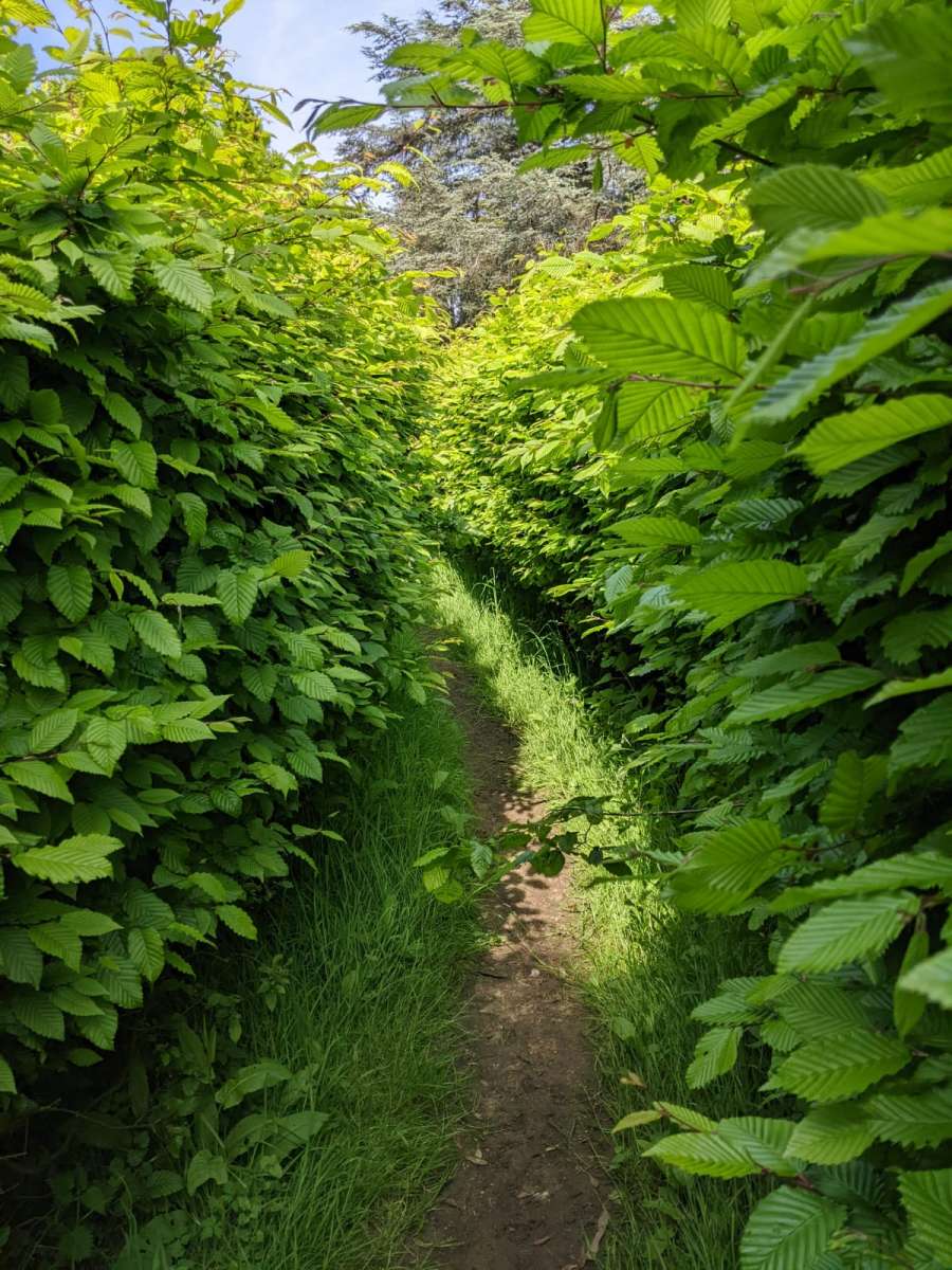 Nowtone Maze - Labirynt dla dzieci w Bury St Edmunds